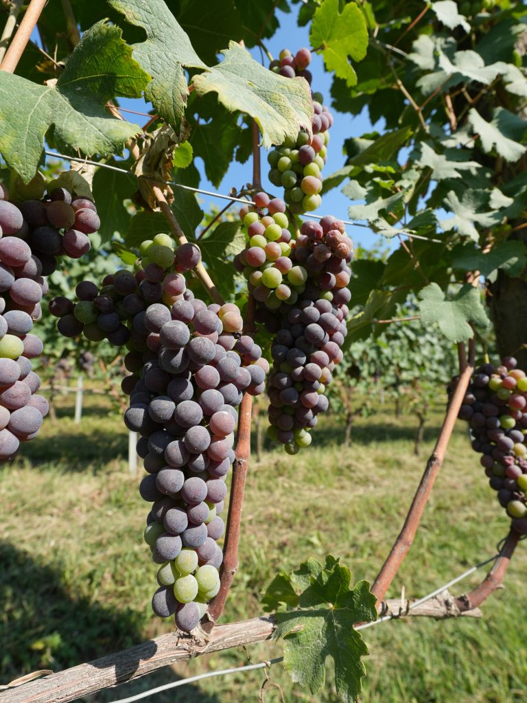 Piedmont Slow Food Guide Piedmont Slow Food Guide